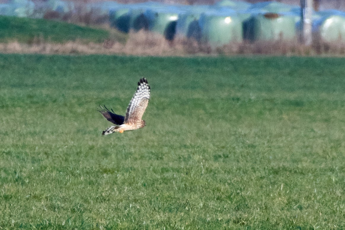 Hen Harrier - ML536405471