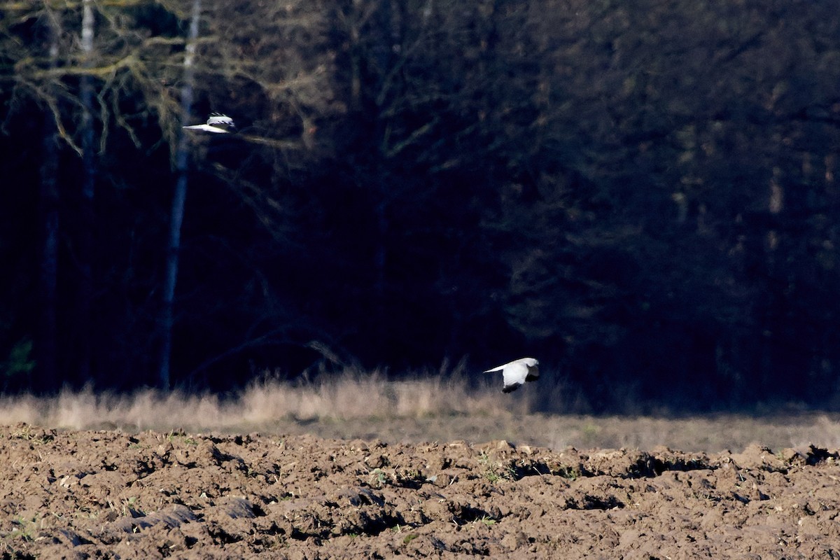 Hen Harrier - Tomáš Grim