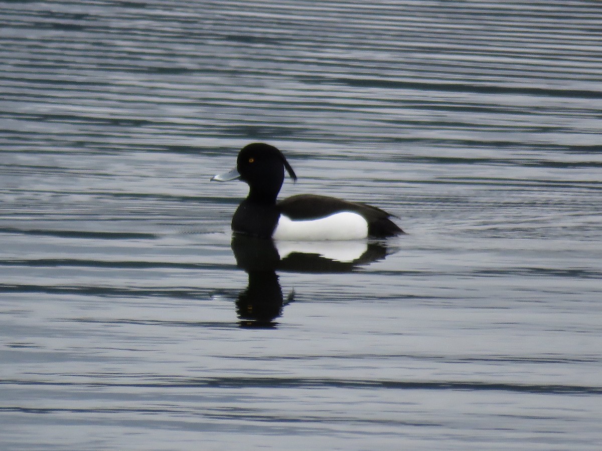 鳳頭潛鴨 - ML53640581