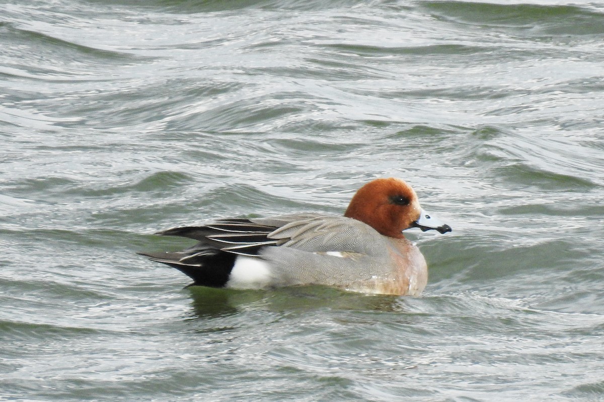 Eurasian Wigeon - ML53640601