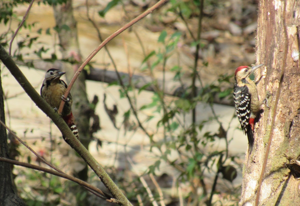 Fulvous-breasted Woodpecker - ML536406511