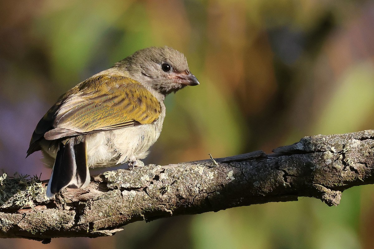 Lesser Honeyguide (Lesser) - Trevor Hardaker