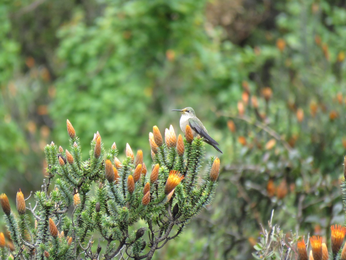 Colibri du Chimborazo - ML53640971