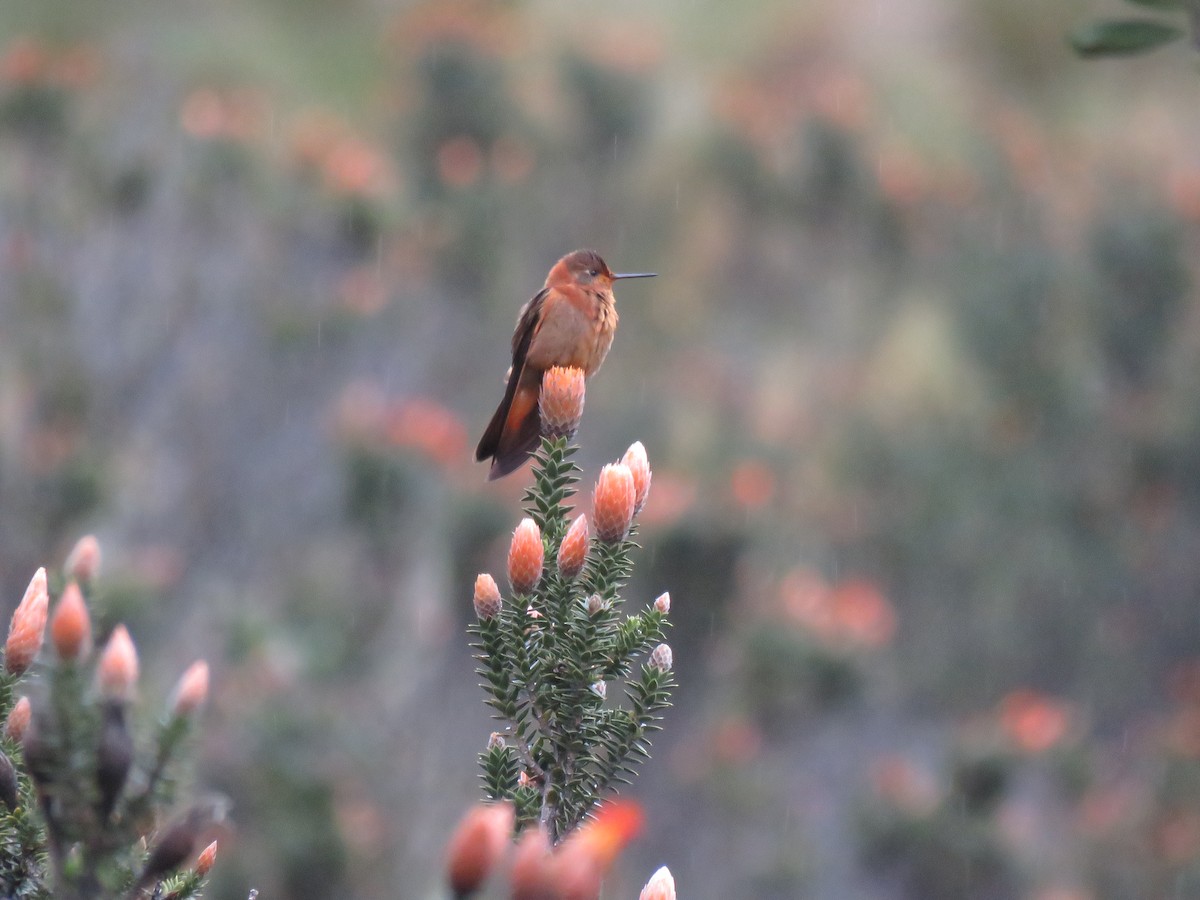 kolibřík duhovohřbetý - ML53641031