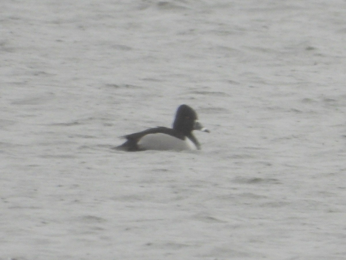 Ring-necked Duck - ML536410311