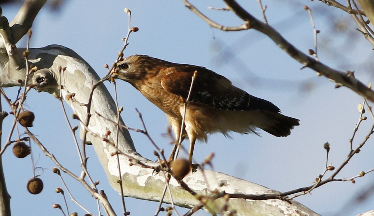 Red-shouldered Hawk - ML53641041