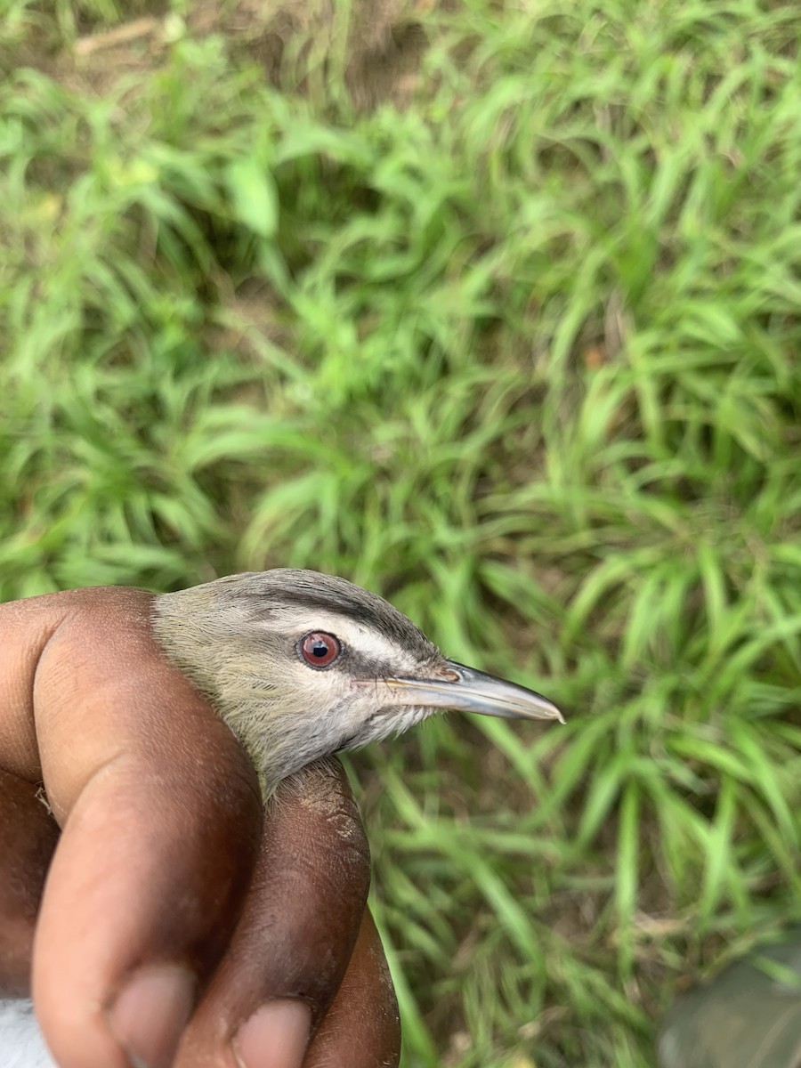 Black-whiskered Vireo - ML536411721