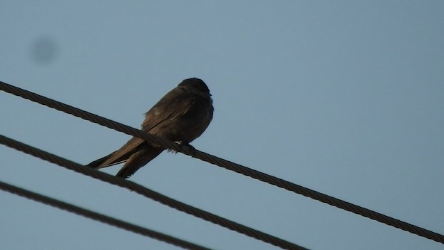 Dusky Crag-Martin - ML536412161