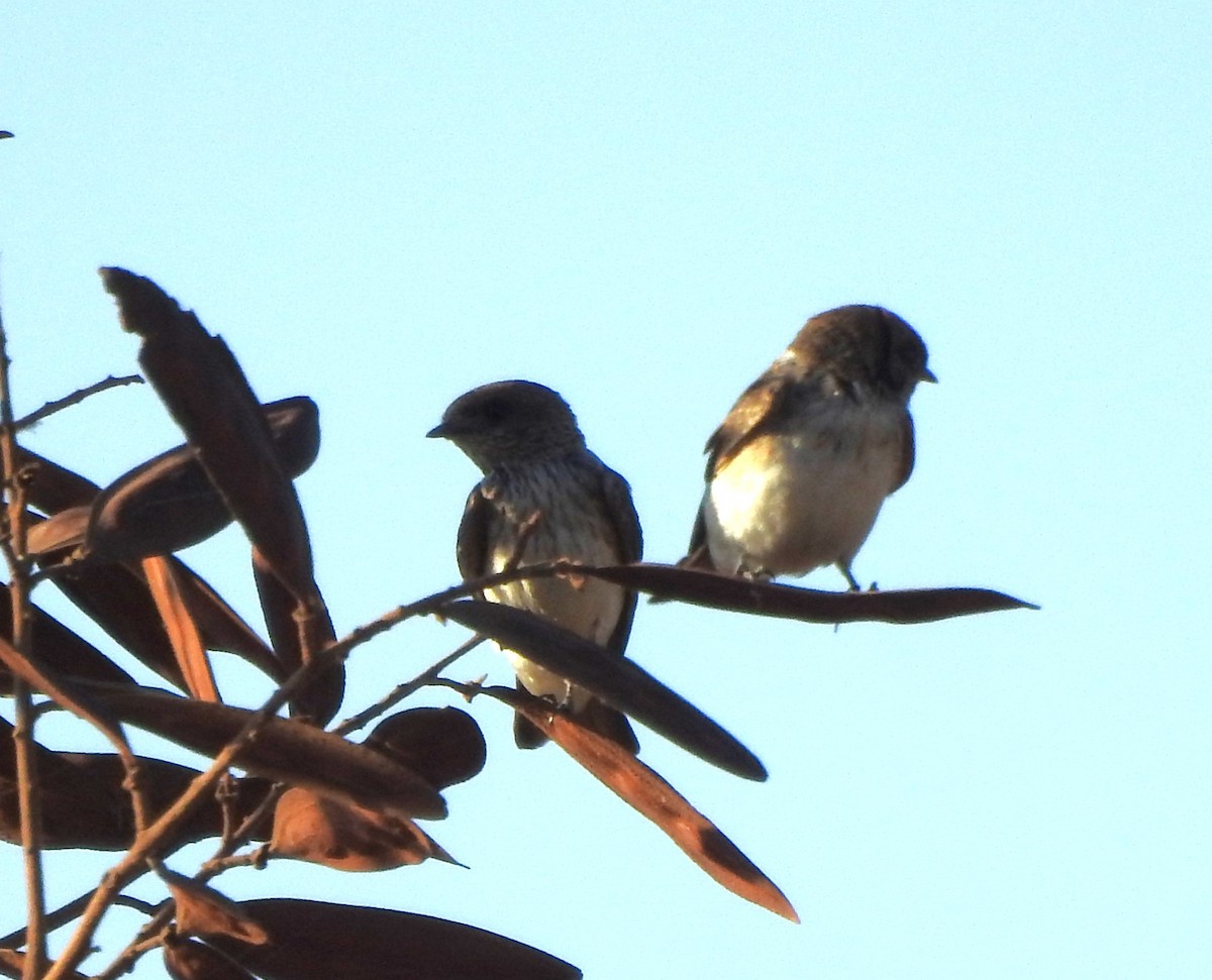 Streak-throated Swallow - ML536412421