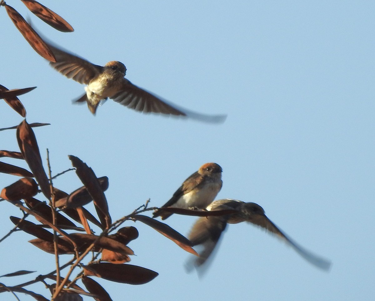 Streak-throated Swallow - Shivaprakash Adavanne