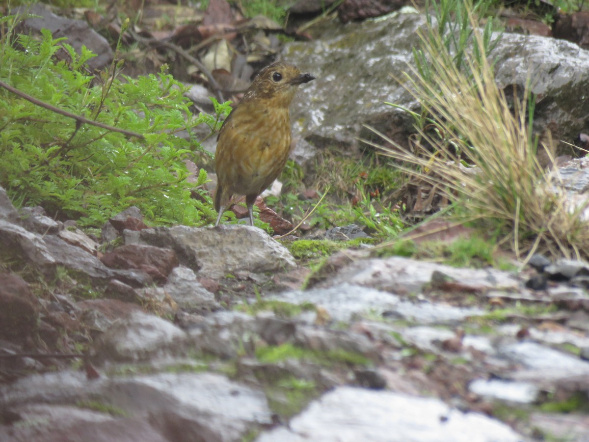 Tawny Antpitta - ML53641321