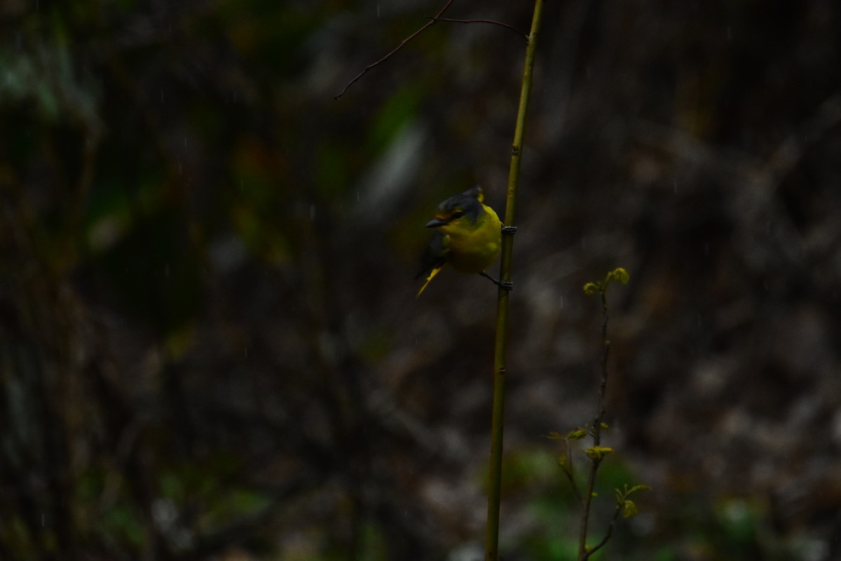 Scarlet Minivet - ML536413251