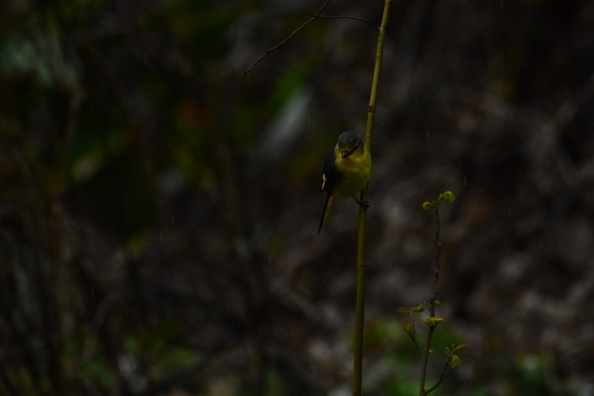 Scarlet Minivet - ML536413271