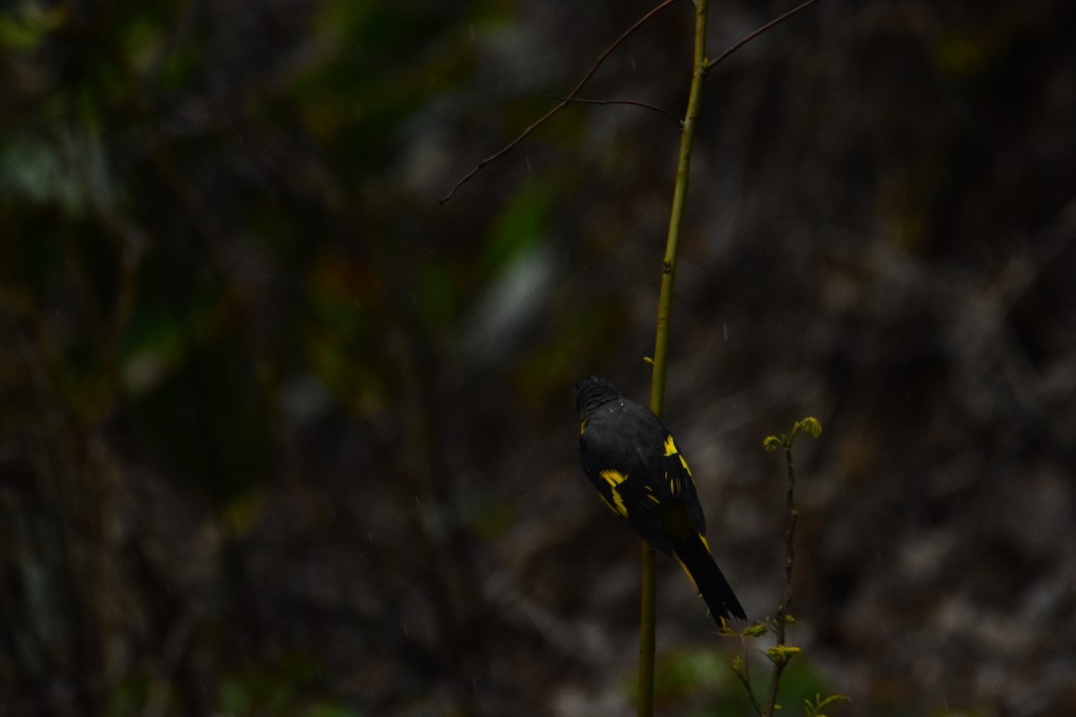 Scarlet Minivet - ML536413281