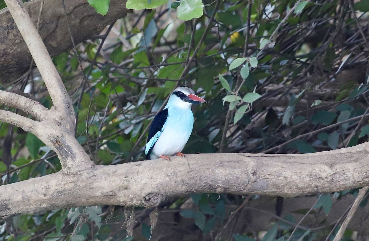 Blue-breasted Kingfisher - ML536414291