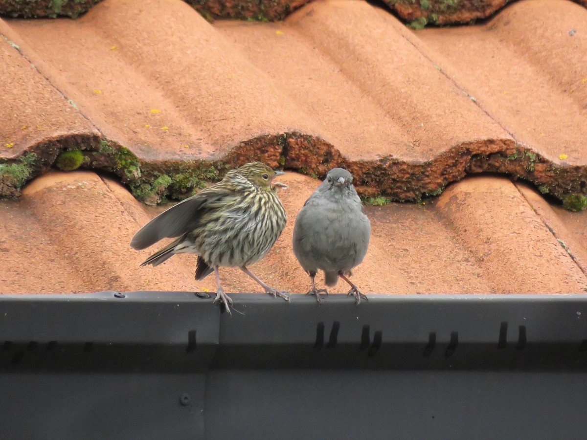 Plumbeous Sierra Finch - ML53641441