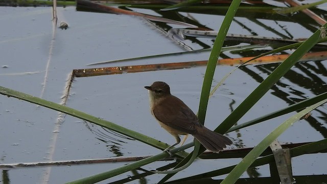 Clamorous Reed Warbler - ML536414571