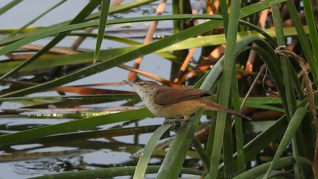 Clamorous Reed Warbler - ML536414581