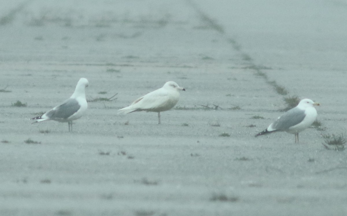 Glaucous Gull - ML53641511