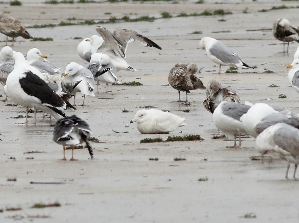 Glaucous Gull - ML53641531