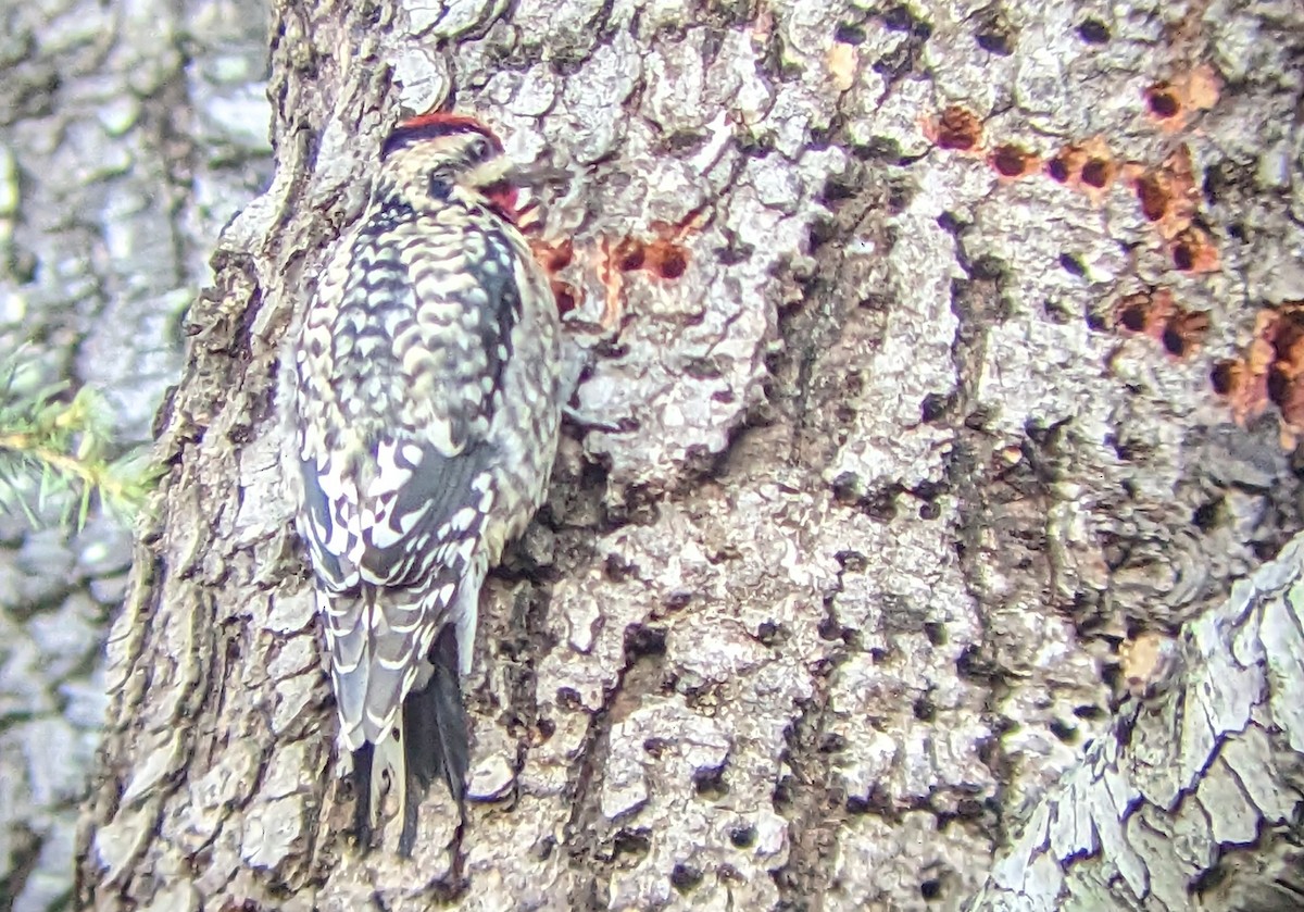 Yellow-bellied Sapsucker - ML536415891