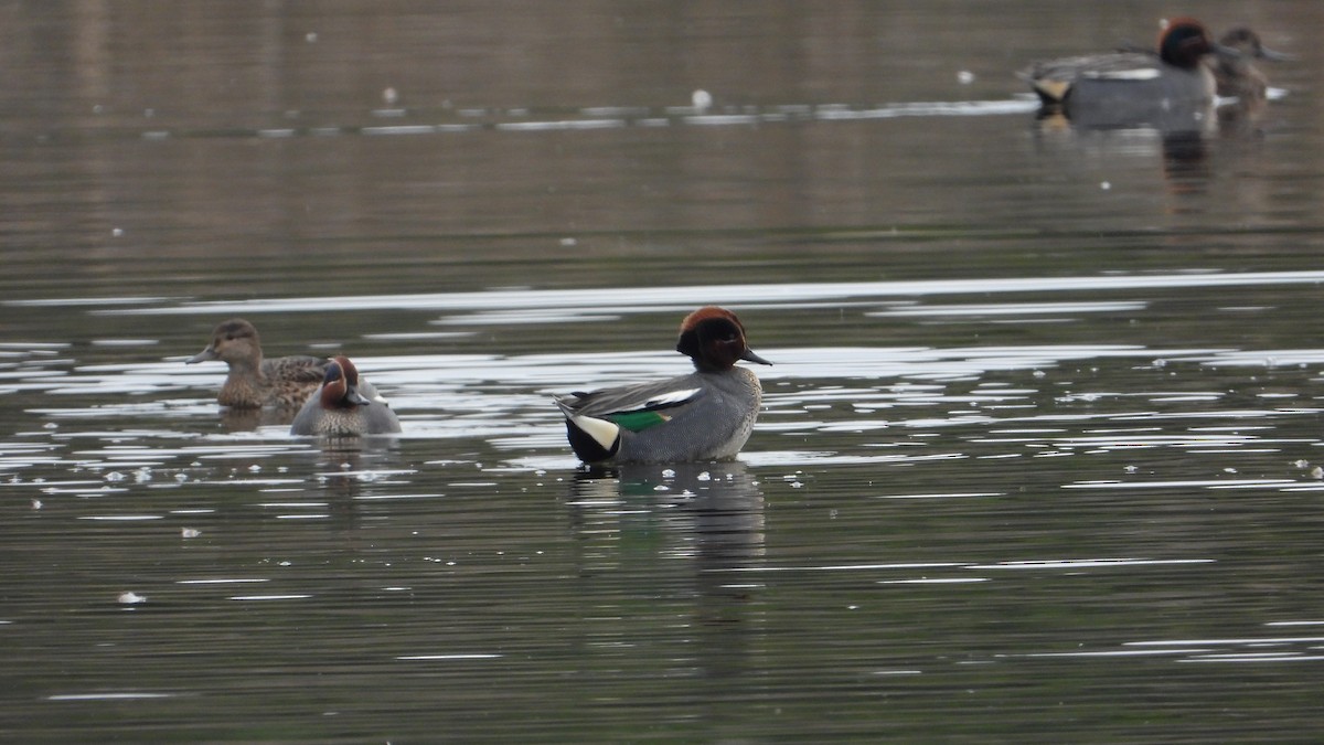 Green-winged Teal - ML536416221