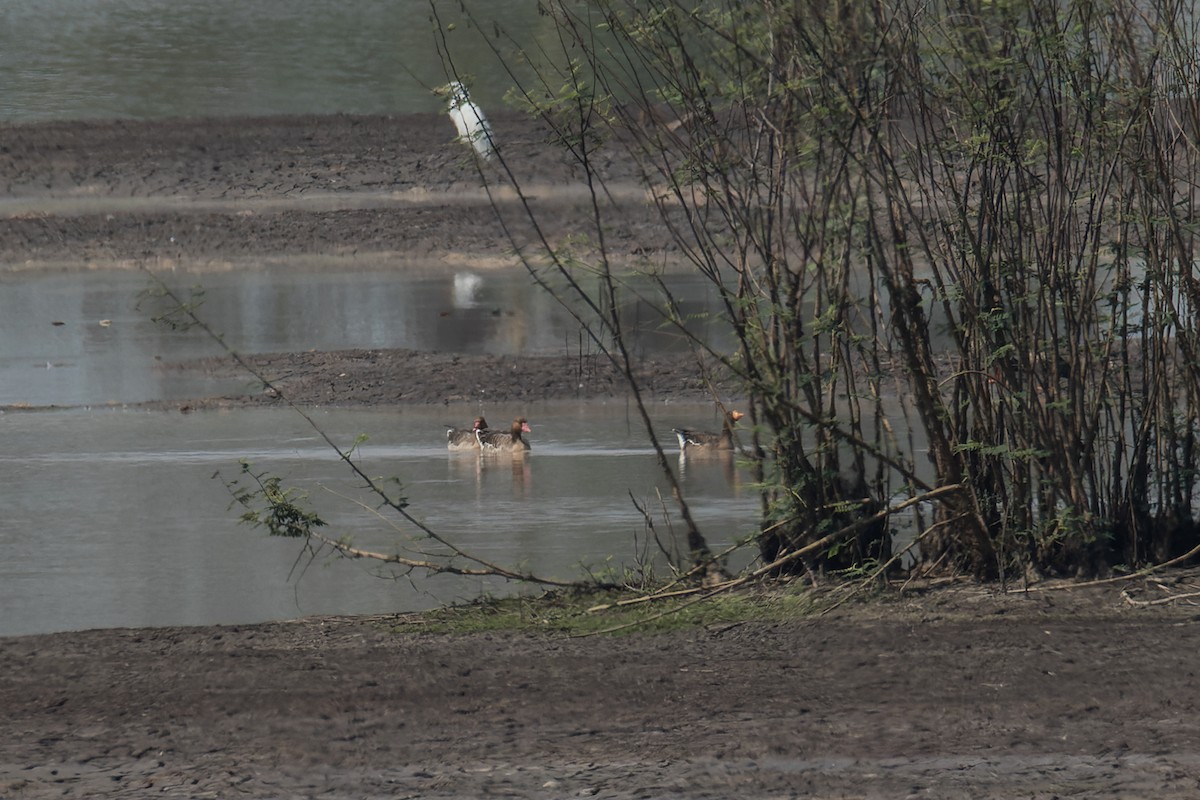 ハイイロガン（rubrirostris） - ML536416461