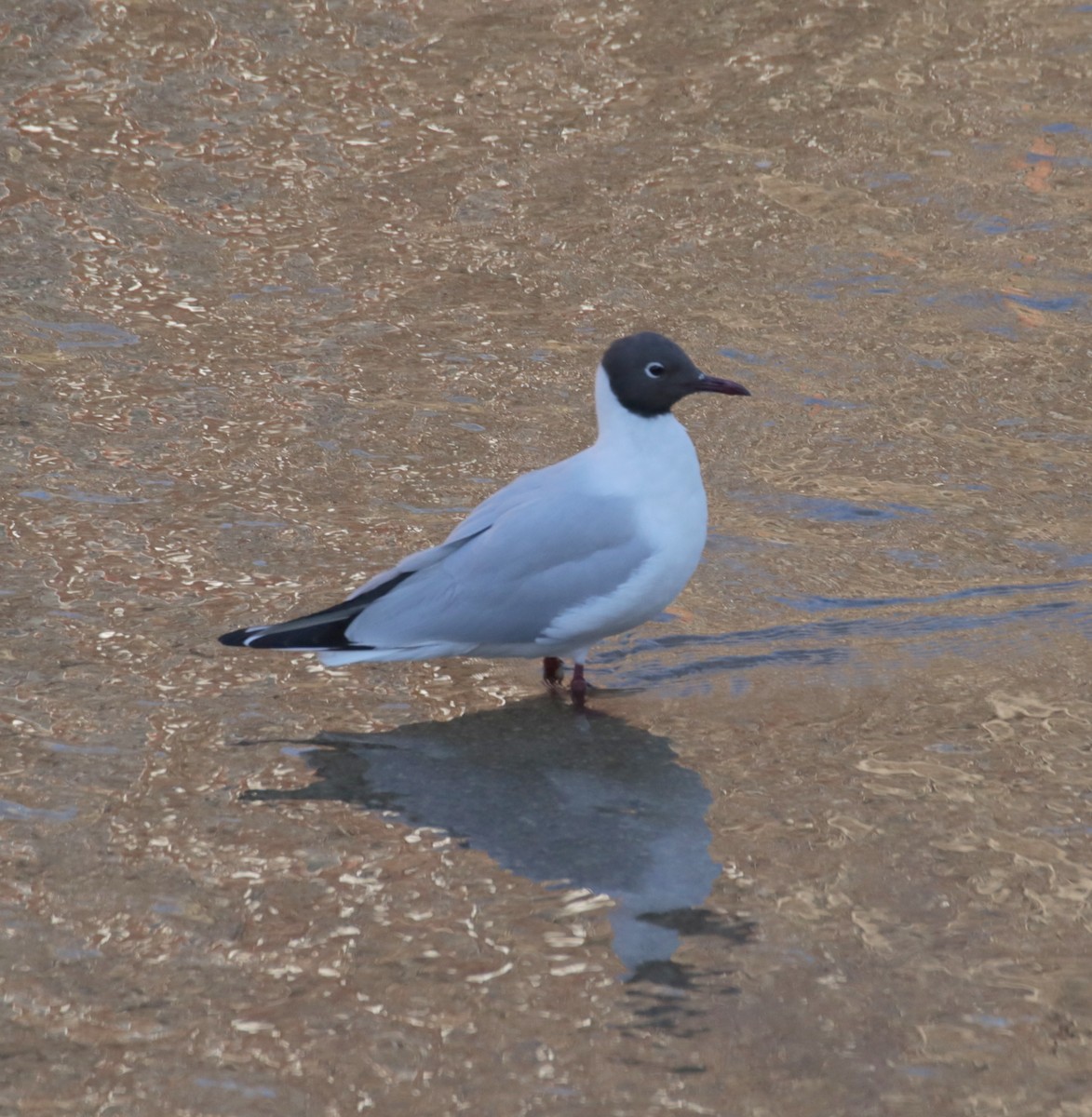 Black-headed Gull - ML536417001