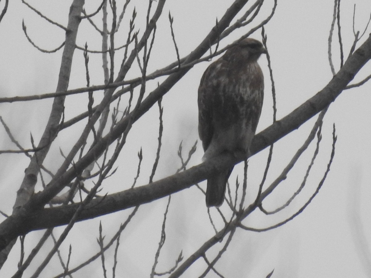 tanımsız Buteo/eagle sp. - ML536418211