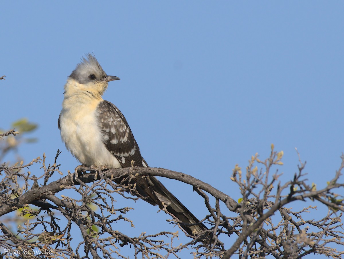 Great Spotted Cuckoo - ML536419481
