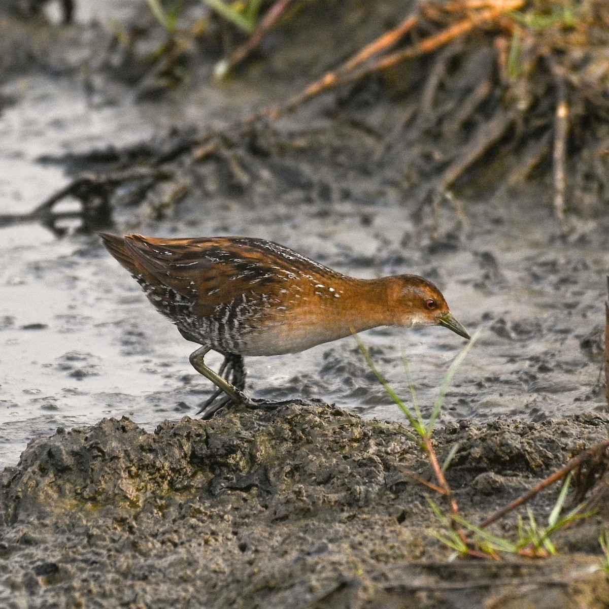 chřástal nejmenší - ML536420461