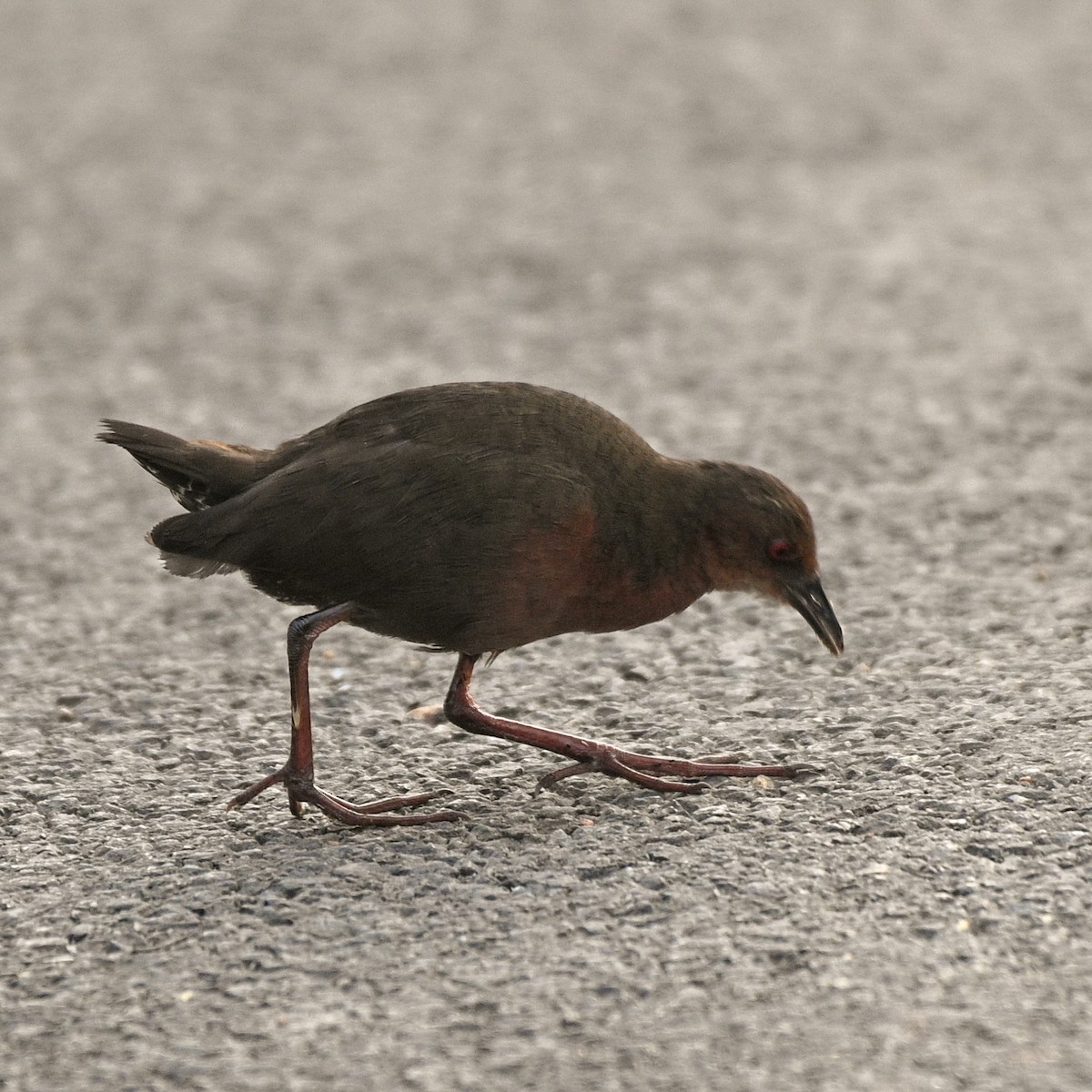 chřástal hnědoprsý - ML536420701