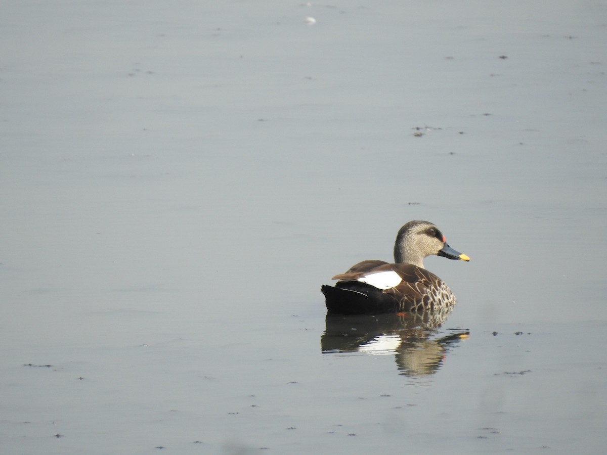 Indian Spot-billed Duck - ML536420711