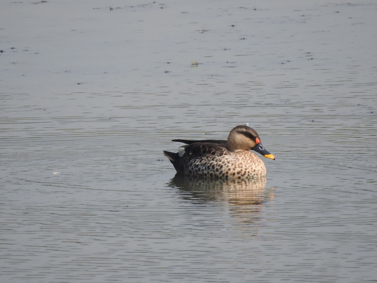 Indian Spot-billed Duck - ML536420721