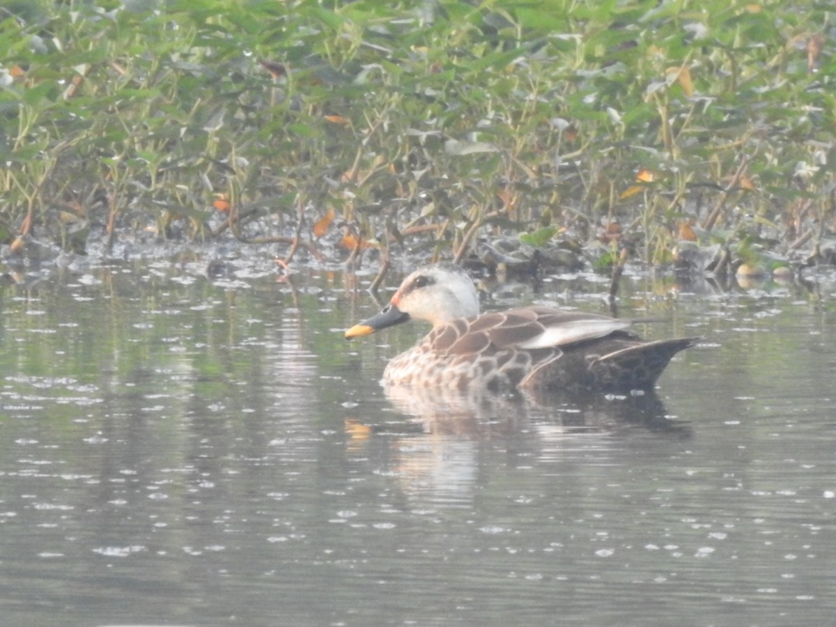 Indian Spot-billed Duck - ML536420741