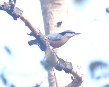 Indian Nuthatch - ML536420821