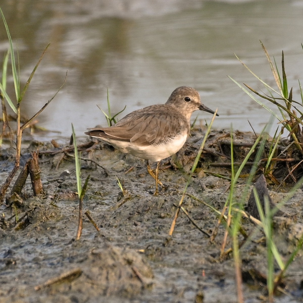 jespák šedý - ML536420851