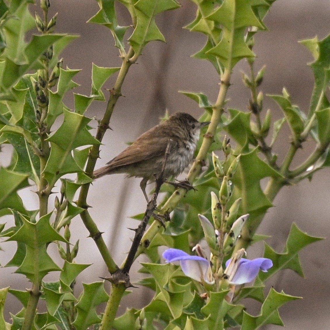 rákosník hlučnohlasý - ML536421001