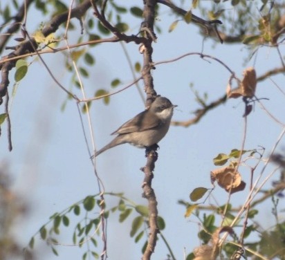 סבכי טוחנים - ML536421181