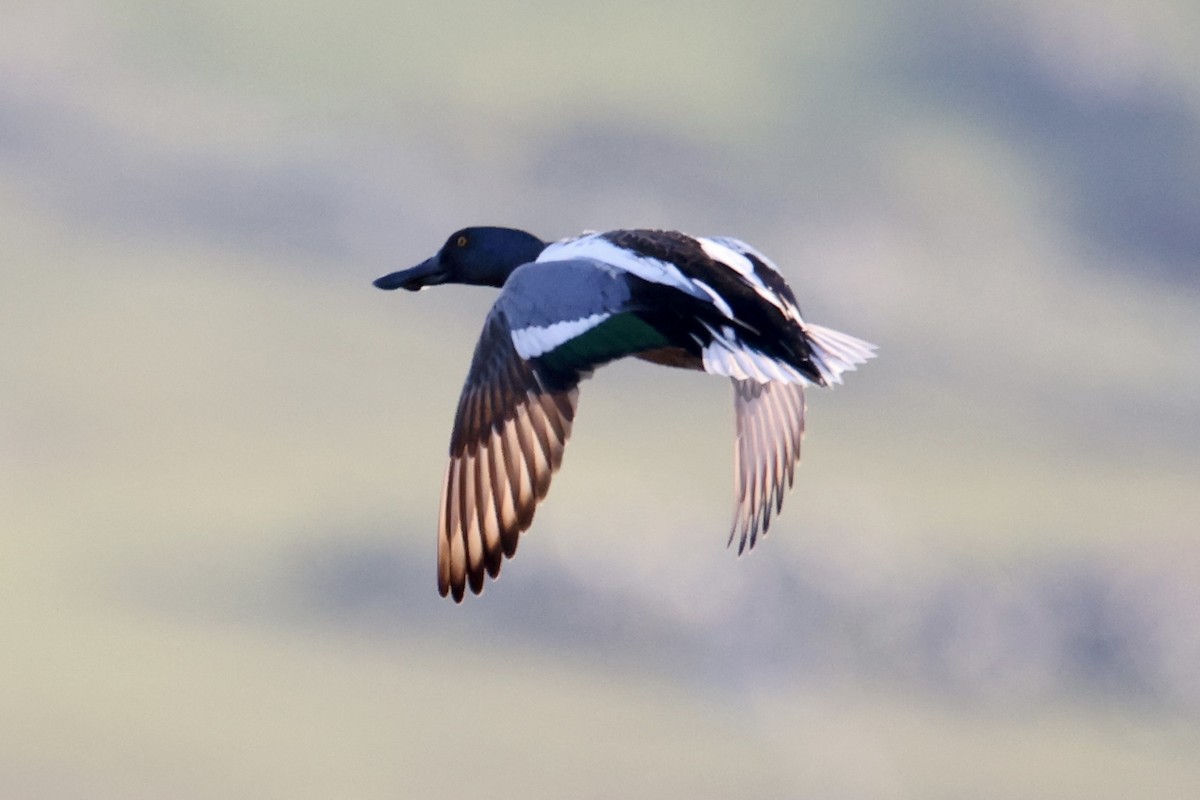 Northern Shoveler - ML536422121