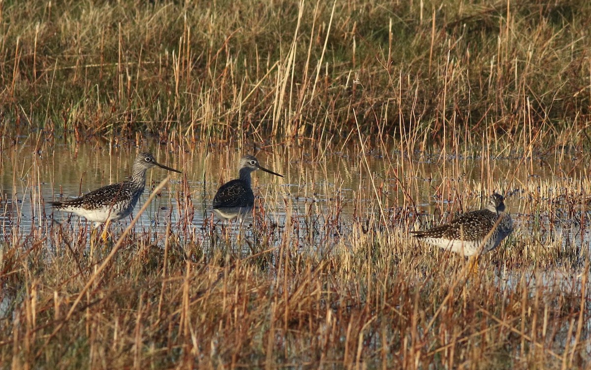 Greater Yellowlegs - ML53642241