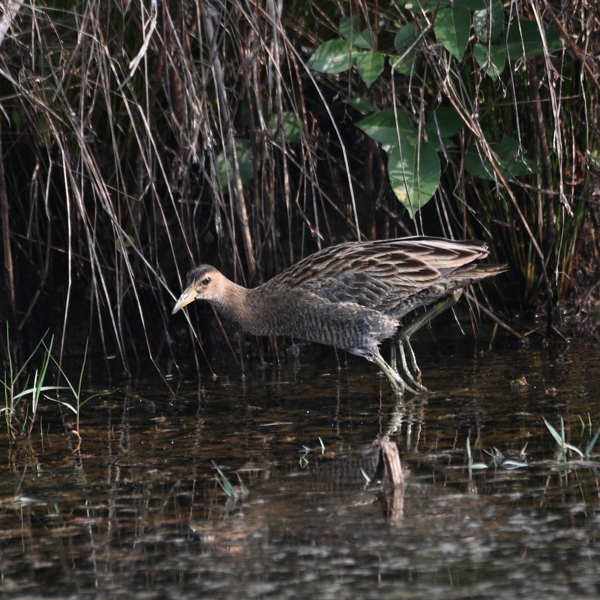 chřástal rohatý - ML536422901