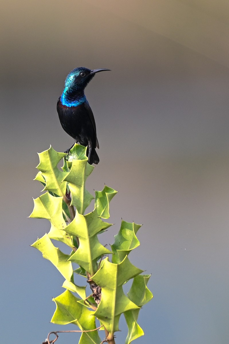 strdimil fialový - ML536423031