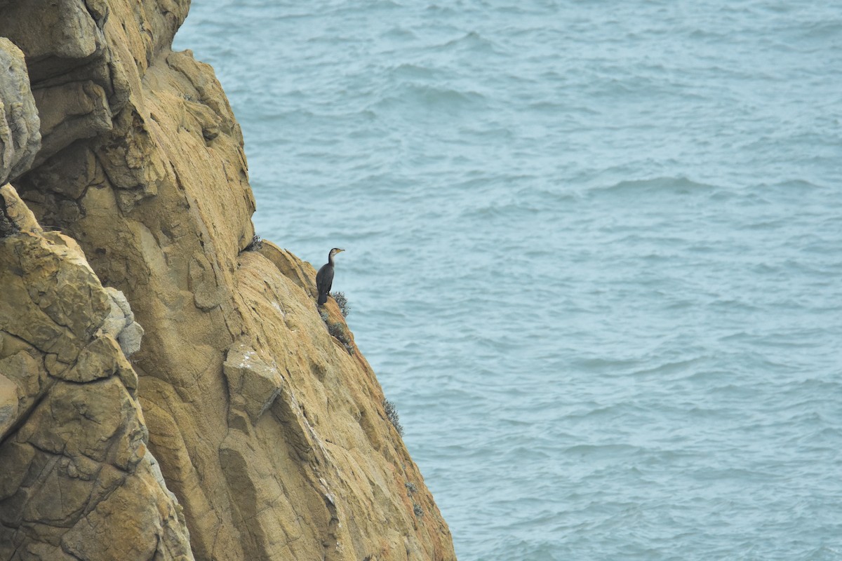 Great/Japanese Cormorant - ML536423581
