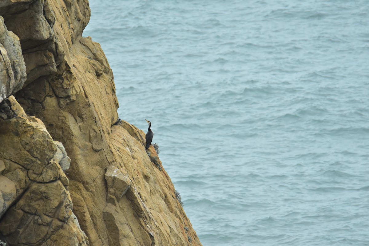 Great/Japanese Cormorant - ML536423591