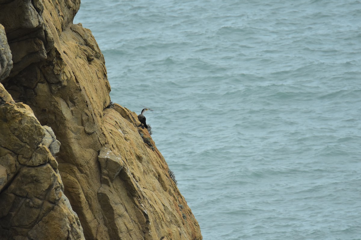 Great/Japanese Cormorant - ML536423601