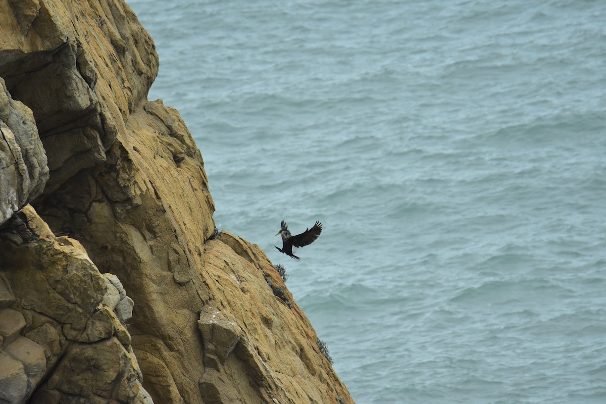 Great/Japanese Cormorant - ML536423611