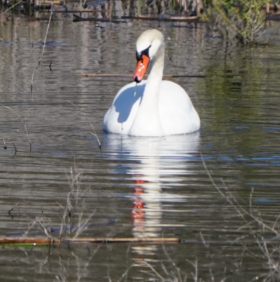 Mute Swan - ML536424661