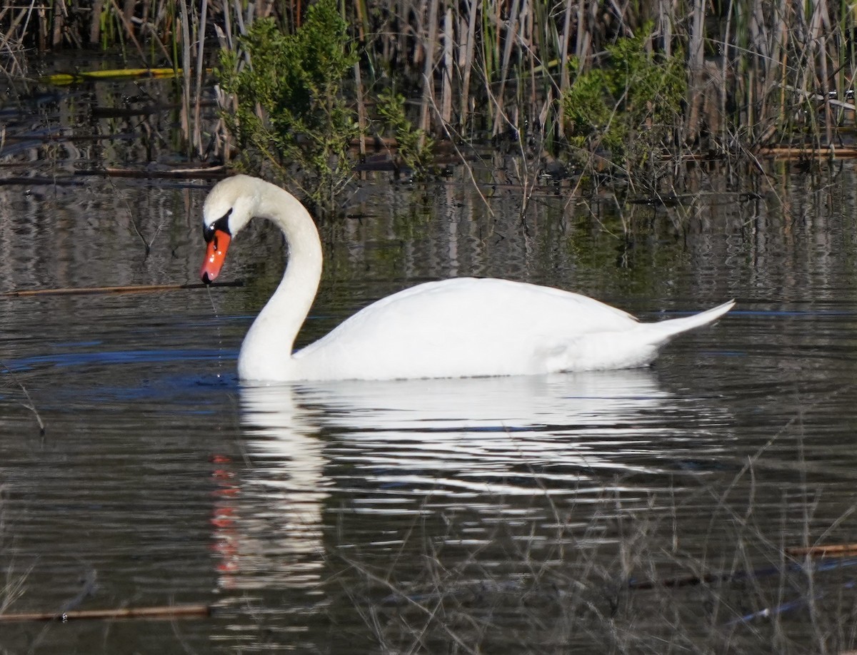 Mute Swan - ML536424671
