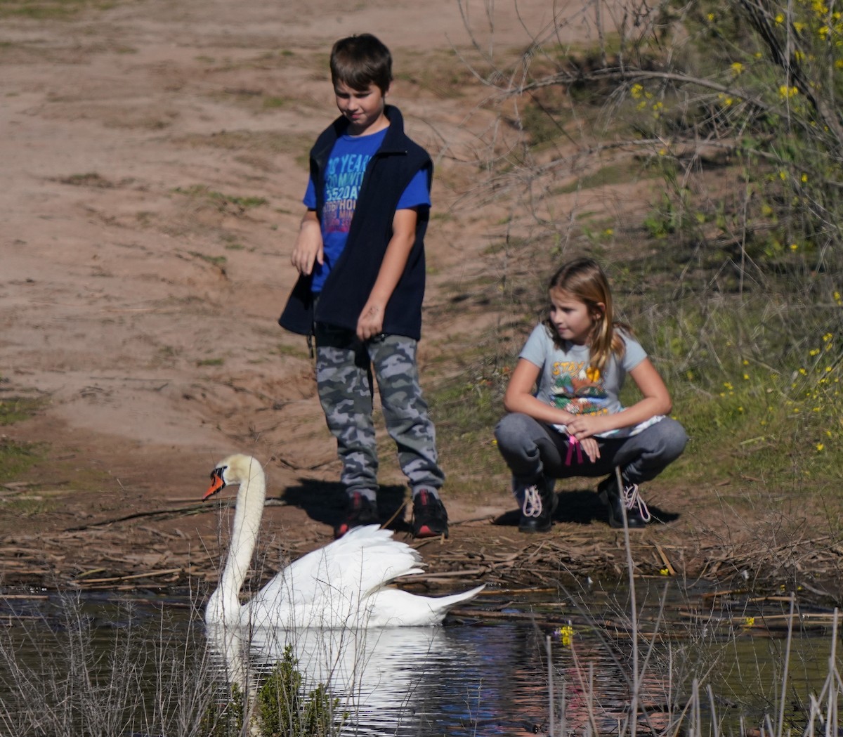 Mute Swan - ML536424691